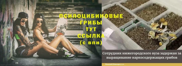 стаф Алзамай